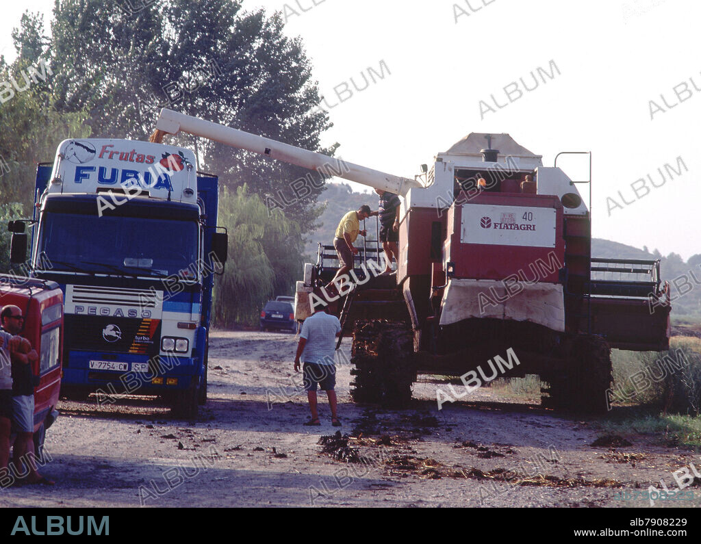 COSECHADORA DESCARGANDO EL ARROZ EN UN CAMION.