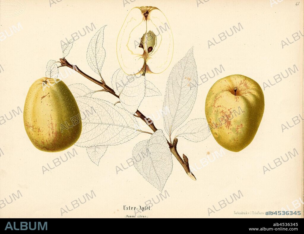 Uster apple, Swiss apple variety, Pomme citron, Signed: Color print by J. Tribelhorn, Fig. 45, Tribelhorn, J. (imp.), 1863, Schweizerisch. Landwirtschaftl. Verein (Hg.): Schweizerische Obstsorten. [S.l.]: Schweizerischer Landwirtschaftlicher Verein, [1863].