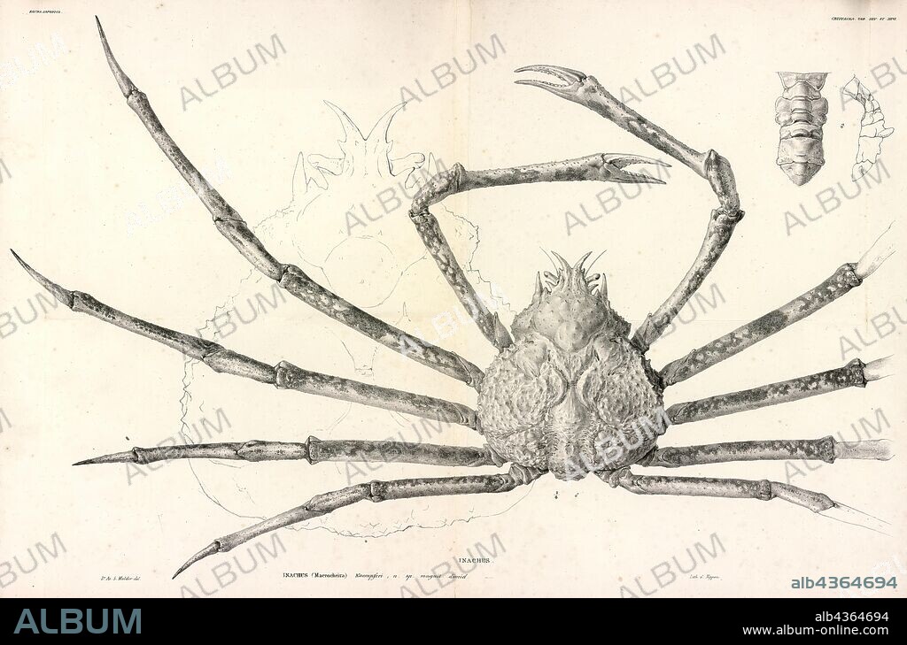 Inachus kaempferi, Print, The Japanese spider crab, or Macrocheira kaempferi, is a species of marine crab that lives in the waters around Japan. It has the largest leg span of any arthropod. It is the subject of fishery and is considered a delicacy. Two fossil species belonging to the same genus have been found, Macrocheira ginzanensis and Macrocheira yabei, both from the Miocene of Japan.
