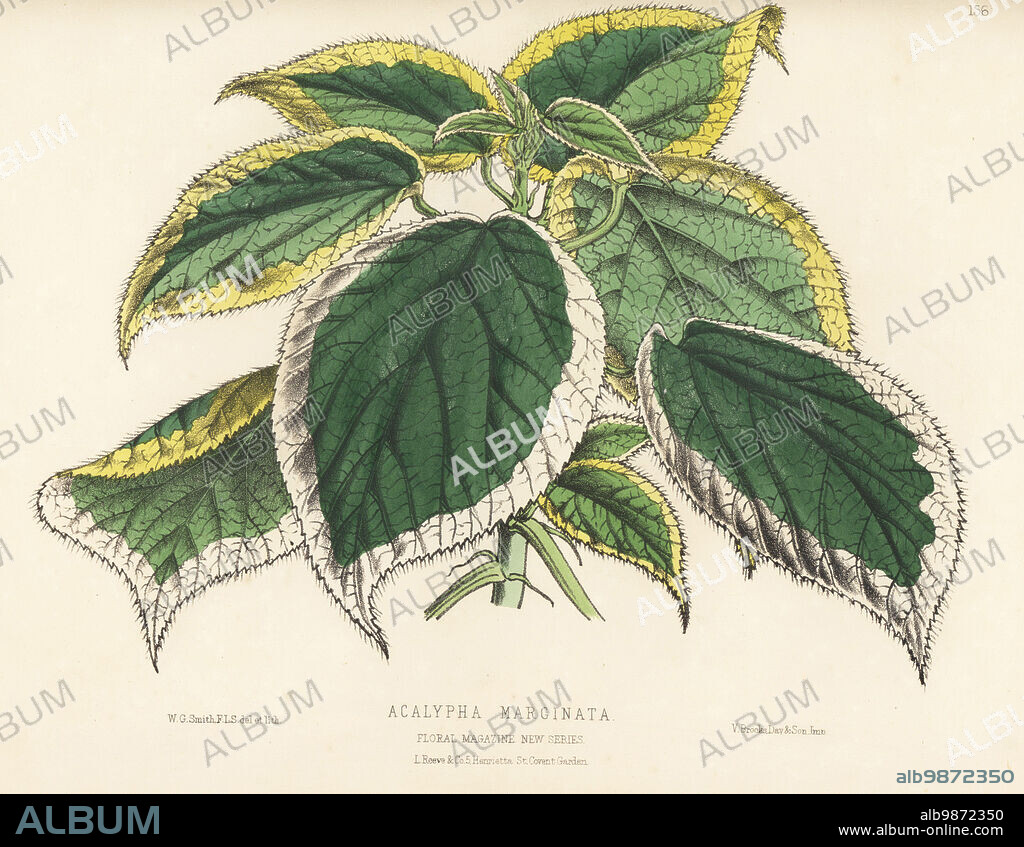 Copperleaf, Acalypha marginata, foliage plant native to the tropics and subtropics. Imported by Benjamin Samuel Williams of Upper Holloway. Handcolored botanical illustration drawn and lithographed by Worthington George Smith from Henry Honywood Dombrain's Floral Magazine, New Series, Volume 4, L. Reeve, London, 1875. Lithograph printed by Vincent Brooks, Day & Son.