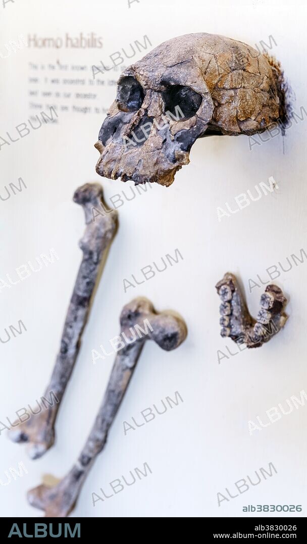 Skull and bones of Homo habilis,1.5 - 2 million years old, found near Lake Turkana on display in the Koobi Fara museum in a remote area of Sibiloi National Park, Kenya, one of the leading prehistoric sites to study human evolution. Homo habilis is the most ancient representative of the human genus.