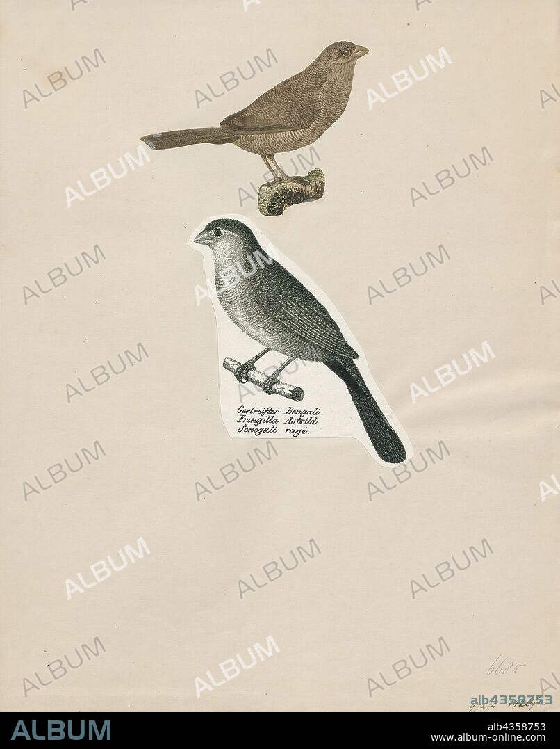 Estrilda astrild, Print, The common waxbill (Estrilda astrild), also known as the St Helena waxbill, is a small passerine bird belonging to the estrildid finch family. It is native to sub-Saharan Africa but has been introduced to many other regions of the world and now has an estimated global extent of occurrence of 10, 000, 000 sq km. It is popular and easy to keep in captivity., 1700-1880.