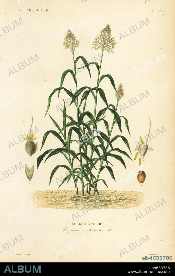 Sorghum grass, great millet, durra, jowari or milo, Sorghum bicolor, Sorghum saccharatum, Sorgho a sucre. Handcoloured steel engraving by Oudet after a botanical illustration by Edouard Maubert from Pierre Oscar Reveil, A. Dupuis, Fr. Gerard and Francois Herincqs La Regne Vegetal: Planets Agricoles et Forestieres, L. Guerin, Paris, 1864-1871.