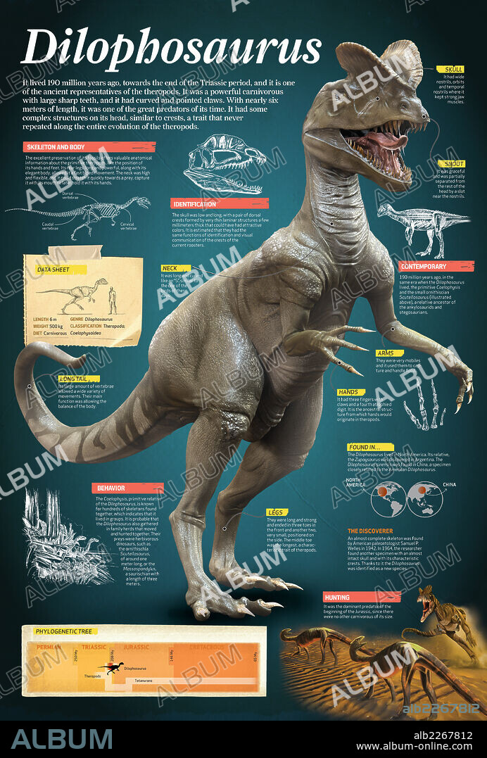 Dilophosaurus. Infographic of the Dilophosaurus, a powerful carnivorous that lived at the end of the Triassic period, about 190 million years ago.