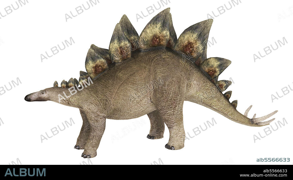 Stegosaurus dinosaur, white background.