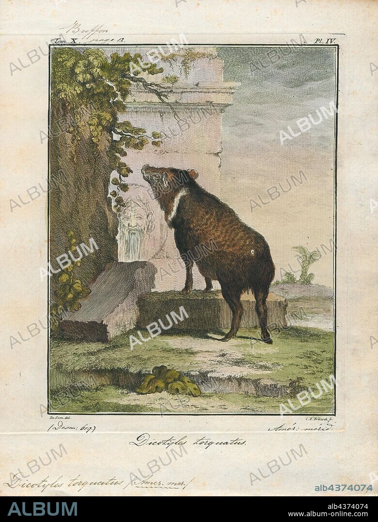 Dicotyles torquatus, Print, 1700-1880, Peccary, collared peccary, or tajacu ( Dicotyles torquatus), is about the size and shape of a small hog, and has a white ring aroung the neck. It ranges from Arkansas to Brazil.