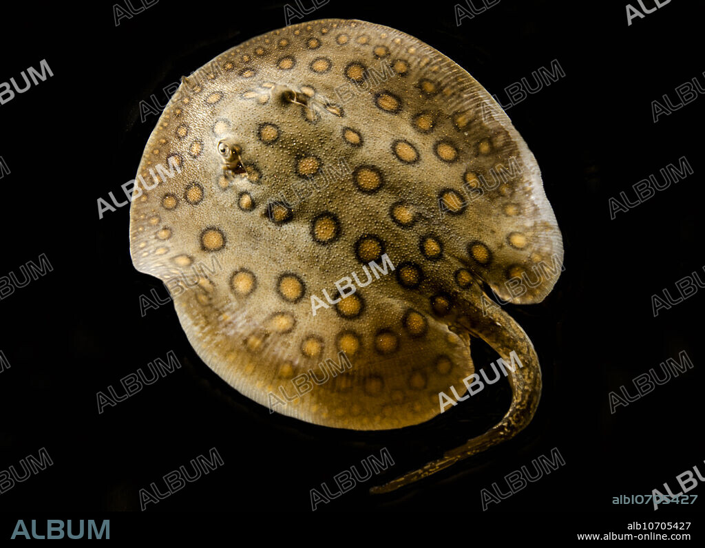 An Ocellate River Stingray (Potamotrygon motoro). The spectacular animals are freshwater stingrays - fully equip with a barb on their tails to defend themselves. This species can be variable in color and in pattern. It is abundant in some systems, particularly where sandy or muddy bottoms are involved. They eat small aquatic invertebrates and fishes - particularly fond of freshwater shrimp and crabs. This is a baby fish - just 15-17cm (6 or 7 inches) in diameter. There are reports of individuals with disc diameters of 100cm (over 39) - it can be a big ray. Like the other freshwater rays of the Amazon, this species is ovoviviparous - eggs are produced but retained inside the female. The eggs hatch in the female and she gives birth to live young. This specimen photographed in 2019.