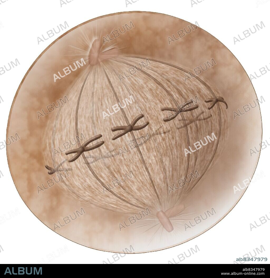 Second stage of mitosis, during which the chromosomes align in the middle of the cell, guided by the mitotic spindle; the nuclear membrane disaggregates.