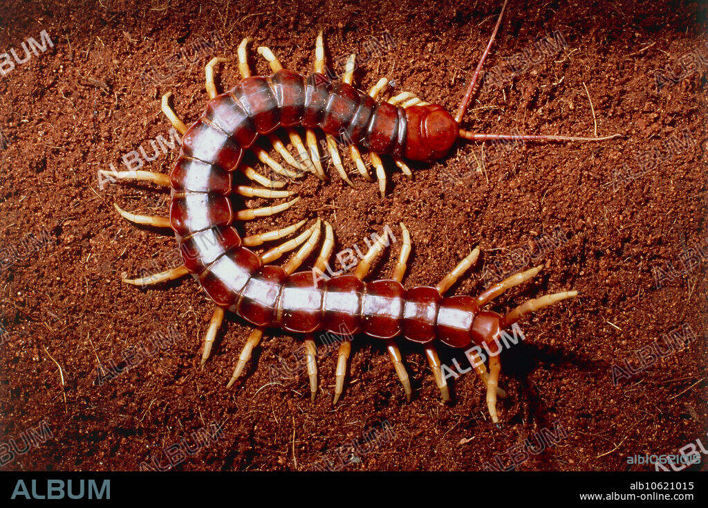 Giant Peruvian centipede (Scolopendra sp.). This is the largest of the centipedes, reaching up to 25 centimetres in length. It is a swift nocturnal predator which kills its prey using powerful venom. It feeds on worms, insects and even small birds, lizards and mammals.