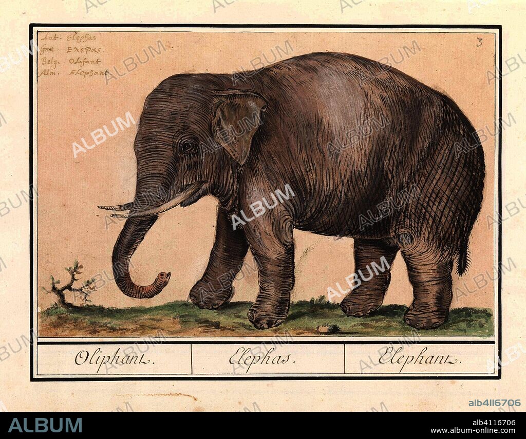 ANSELMUS BOËTIUS DE BOODT. Aziatische olifant (Elephas maximus). Oliphant. / Elephas. / Elephant. (title on object). Draughtsman: Anselmus Boëtius de Boodt. Draughtsman: Elias Verhulst. Dating: 1596 - 1610. Place: Praag. Measurements: h 184 mm × w 275 mm.