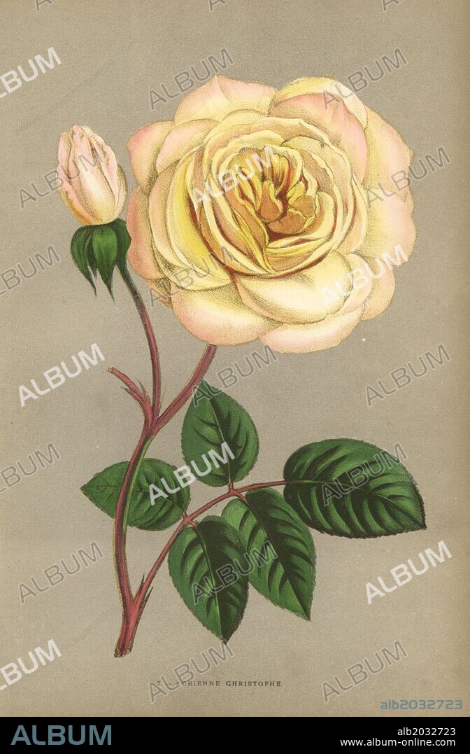 Adrienne Christophe rose, yellow variety of the tea rose raised by Monsieur Guillot Jr. in Lyon in 1868. Chromolithograph drawn and lithographed after nature by F. Grobon from Hippolyte Jamain and Eugene Forney's "Les Roses," Paris, J. Rothschild, 1873. Jamain was a rose grower and Forney a professor of arboriculture. François Frédéric Grobon (1815-1901) ran his own atelier and illustrated "Fleurs" after Redoute with his brother Anthelme as the Grobon freres.