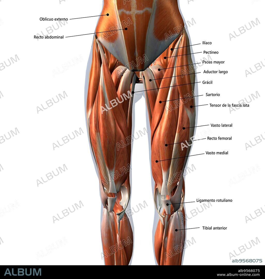 Female front leg muscles with labels, on white background.