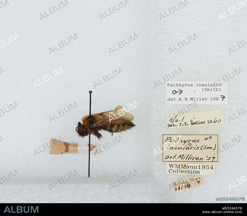 Helena, Lewis and Clark, Montana, United States, Bombus (Psithyrus) insularis (Smith), Animalia, Arthropoda, Insecta, Hymenoptera, Apidae, Apinae.