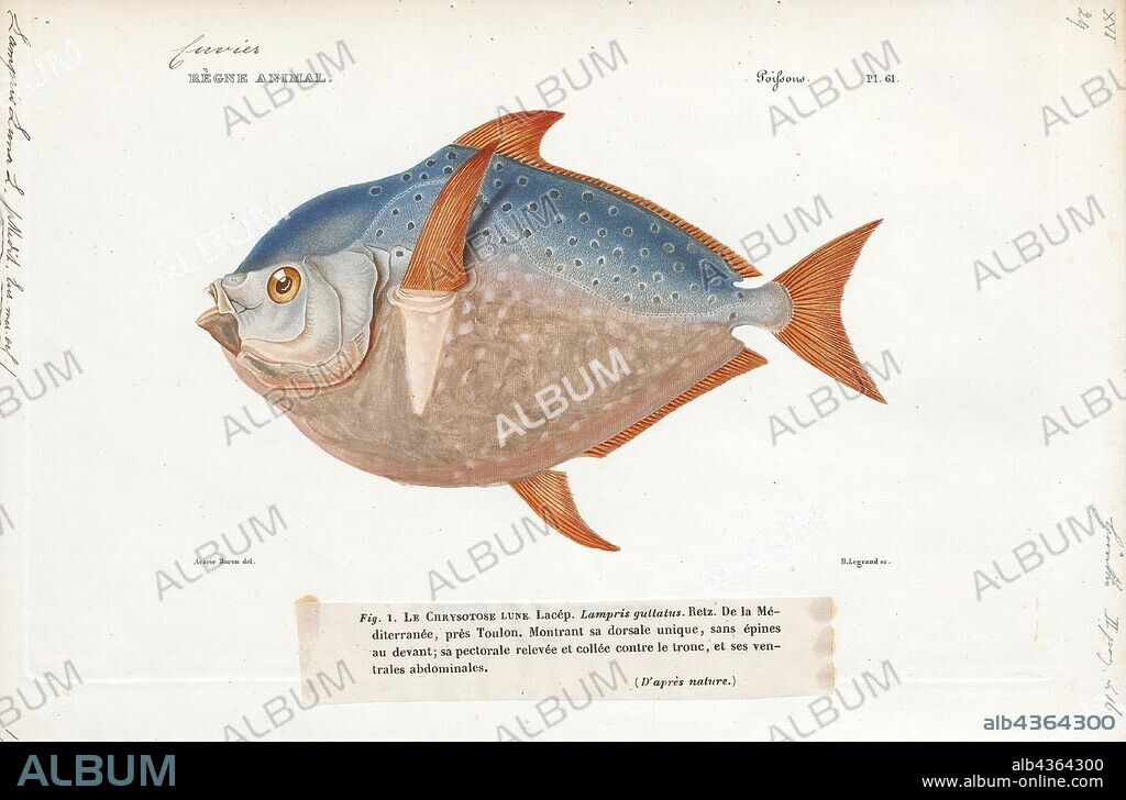 Lampris luna, Print, Opah, Opahs (also commonly known as moonfish, sunfish (not to be confused with Molidae), kingfish, redfin ocean pan, and Jerusalem haddock) are large, colorful, deep-bodied pelagic lampriform fishes comprising the small family Lampridae (also spelled Lamprididae). Only two living species occur in a single genus: Lampris (from the Greek lamprid-, "brilliant" or "clear"). One species is found in tropical to temperate waters of most oceans, while the other is limited to a circumglobal distribution in the Southern Ocean, with the 34°S as its northern limit. Two additional species, one in the genus Lampris and the other in the monotypic Megalampris, are only known from fossil remains. The extinct family, Turkmenidae, from the Paleogene of Central Asia, is closely related, though much smaller., 1700-1880.