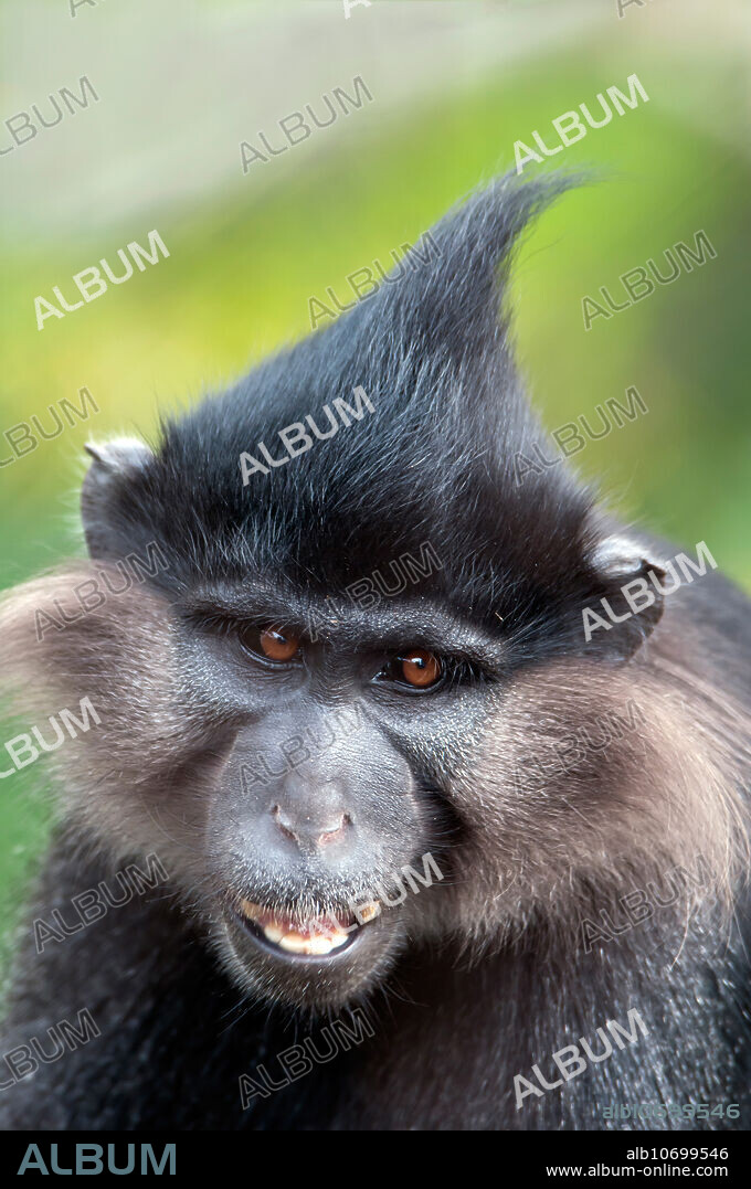 Black crested mangabey (Lophocebus aterrimus), a primate found in the subtropical or tropical dry forests of Angola and the Democratic Republic of the Congo. It is classified as Near Threatened due to habitat loss.