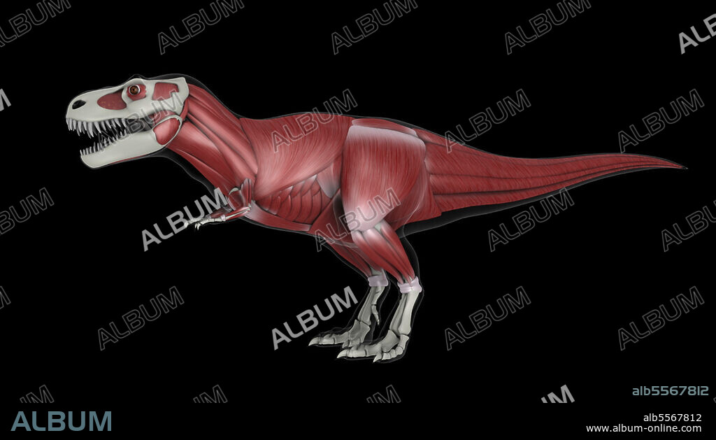 Muscular system of Tyrannosaurus rex, side view.