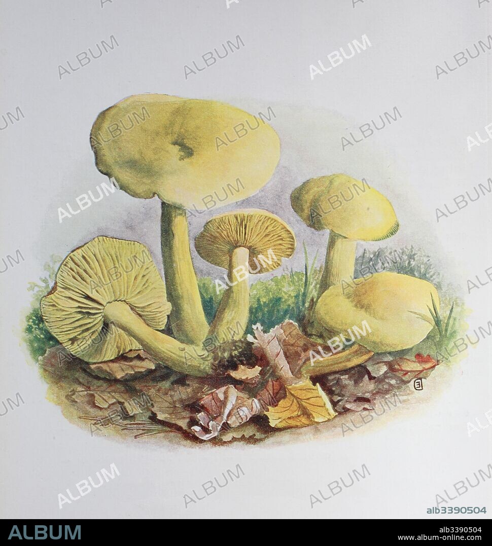Tricholoma sulphureum, also known as sulphur knight or gas agaric, is an inedible or mildly poisonous mushroom found in woodlands in Europe, digital reproduction of an ilustration of Emil Doerstling (1859-1940).