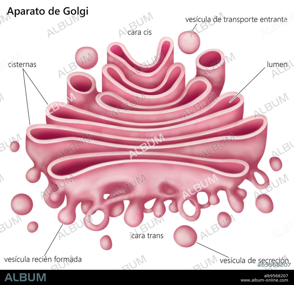 The Golgi apparatus, or complex, plays an important role in the modification and transport of proteins within the cell.