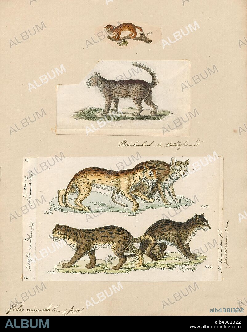 Felis minuta, Print, Felis is a genus of small and medium-sized cat Felinae species native to most of Africa and south of 60° latitude in Europe and Asia to Indochina. The genus includes the domestic cat. The smallest Felis species is the black-footed cat with a head and body length from 38 to 42 cm (15 to 17 in). The largest is the jungle cat with a head and body length from 62 to 76 cm (24 to 30 in)., 1700-1880.