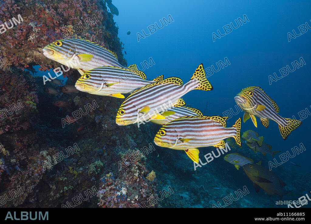 Oriental Sweetlips, Plectorhinchus vittatus, South Male Atoll, Maldives.