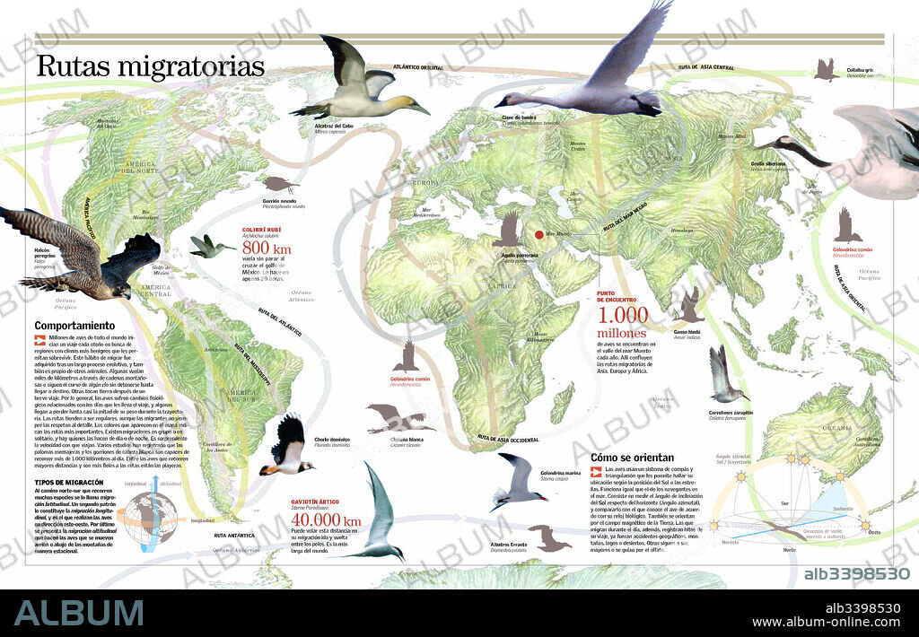 Migration Routes. Infographic on bird migration: behavior, types, routes and guidance.