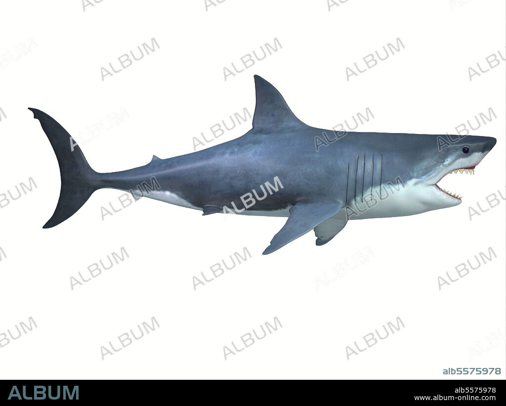 Great white shark, side profile. The great white shark is a large carnivore found in all ocean environments and can live to 70 years old.