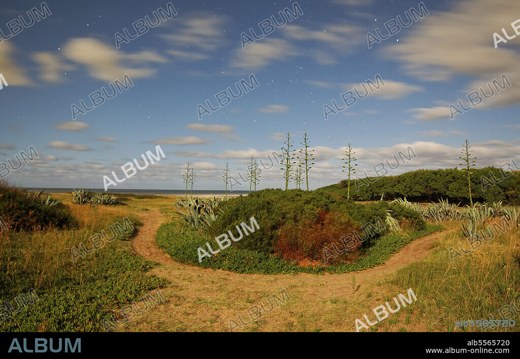 The look of a landscape of agave trees under a full moon making a night-time scene look like daylight, Miramar, Argentina.