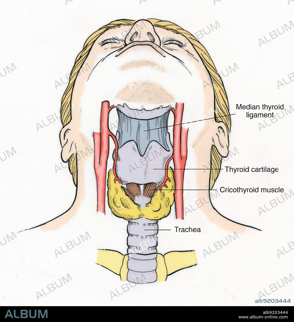 Illustration of Throat Anatomy