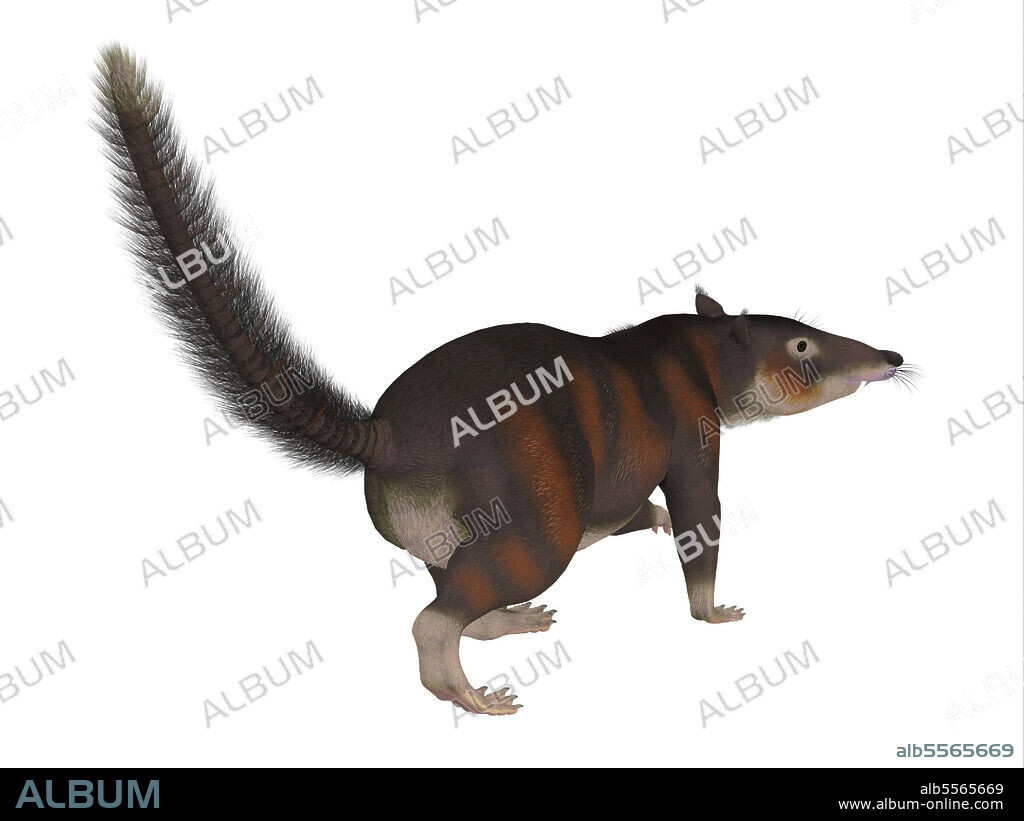 Cronopio mammal tail, on white background. Cronopio is an extinct carnivorous mammal that lived in South America during the Cretaceous Period.