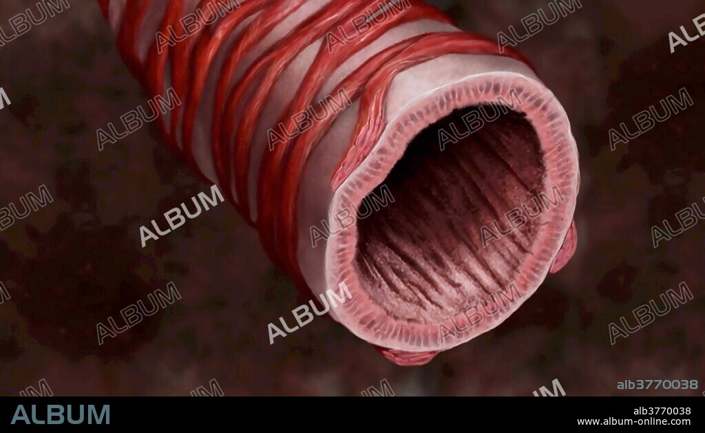 Visualization of a healthy bronchiole. Bronchioles are small branches of bronchi within the lungs. They act as air pathways for oxygen and carbon dioxide to pass through during the respiration process. At the end of every bronchiole is an alveolus, which is a small sac that allows for gas exchange within the circulatory system.