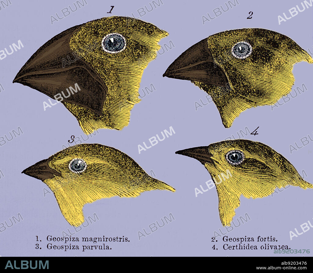 Galapagos finches. Historical artwork of the heads of Galapagos finches, made by Charles Darwin in his book 'A Naturalist's Voyage', London, 1889. These studies aided his theory of evolution. Darwin drew the conclusion that they all came from a common ancestor, but had diversified and evolved to adapt to local food supplies on the different islands. In his own words, 'Seeing this gradation and diversity of structure in one small, intimately related group of birds, one might really fancy that from an original paucity of birds in this archipelago, one species had been taken and modified for different ends.'.