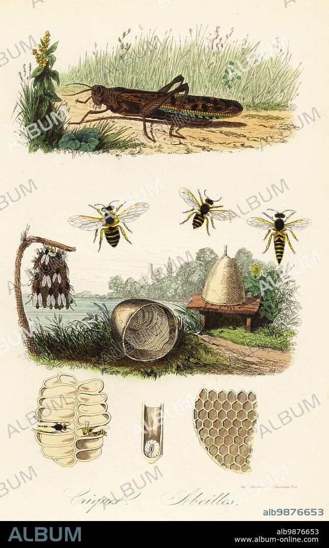 European field cricket, Gryllus campestris, and European honey bee, Apis mellifera, queen, worker and drone, hive, honeycomb, swarm, etc. Criquet, Abeilles. Handcoloured steel engraving printed by F. Chardon from Achille Comtes Musee dHistoire Naturelle, Museum of Natural History, Gustave Hazard, Paris, 1854.