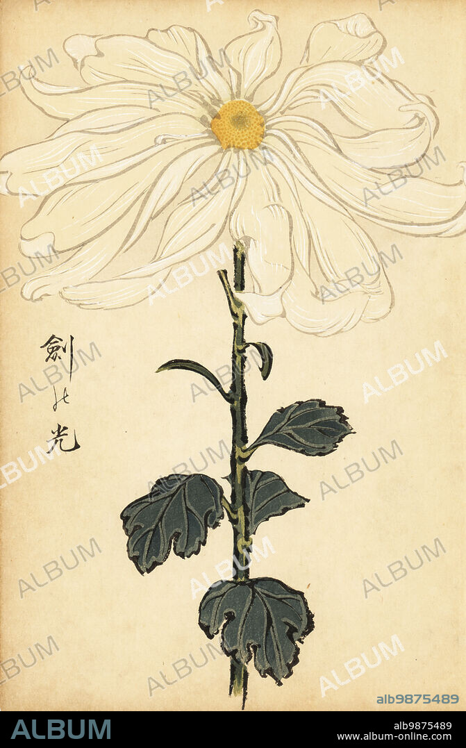 Hybrid white chrysanthemum, Chrysanthemum indicum. Handcoloured woodblock print after Keika Hasegawa from Keika Hyakugiku, Keika's 100 Chrysanthemums, published by Naosaburo Yamada, Kyoto, Japan, 1893. Keika Hasegawa drew flowers and patterns for kimono in Kyoto in the final years of the 19th century.