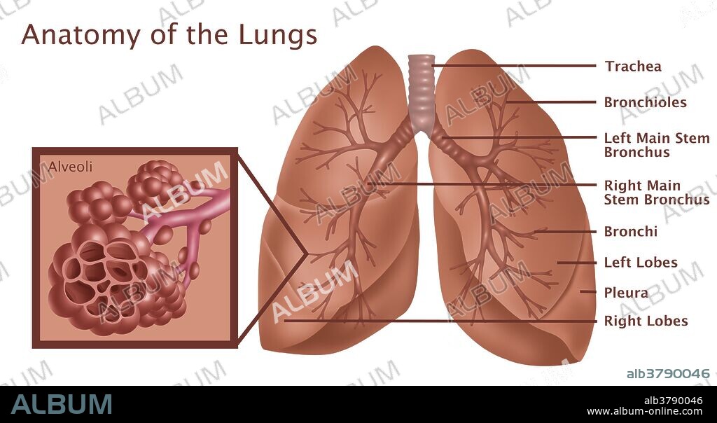 Anatomy of the Lungs with Alveoli