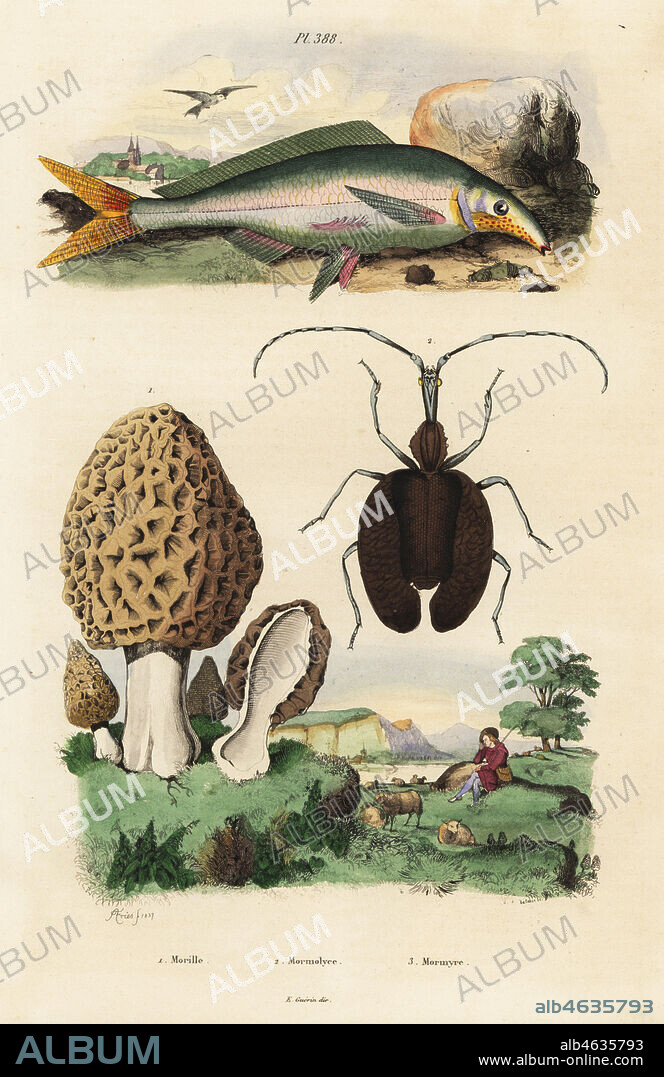 Morel mushroom, Morchella esculenta 1, violin beetle, Mormolyce phyllodes 2, and elephant-snout fish, Mormyrus kannume 3. Morille, Mormolyce, Mormyre. Handcoloured steel engraving by du Casse after an illustration by Adolph Fries from Felix-Edouard Guerin-Meneville's Dictionnaire Pittoresque d'Histoire Naturelle (Picturesque Dictionay of Natural History), Paris, 1834-39.
