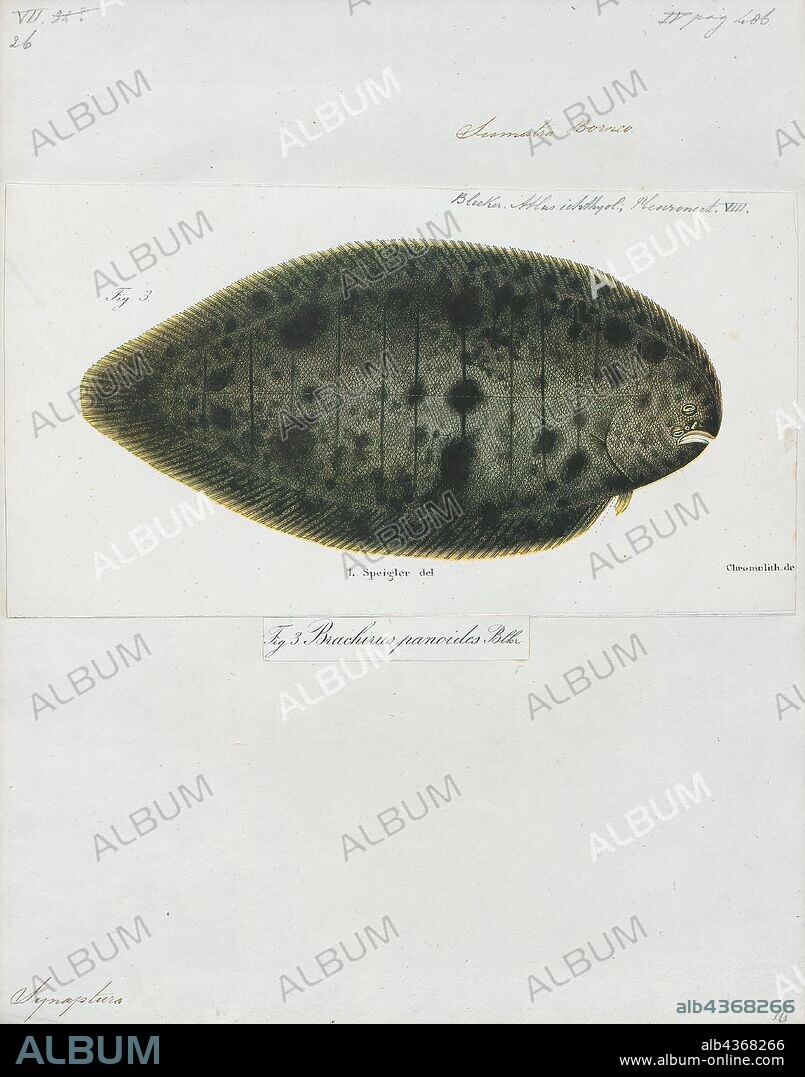 Synaptura panoides, Print, Synaptura is a genus of soles. Most species are found in salt and brackish water in the Indo-Pacific and tropical East Atlantic, but S. salinarum is restricted to fresh water in Australia. The largest species in the genus reaches a length of 50 cm (20 in)., 1866-1872.