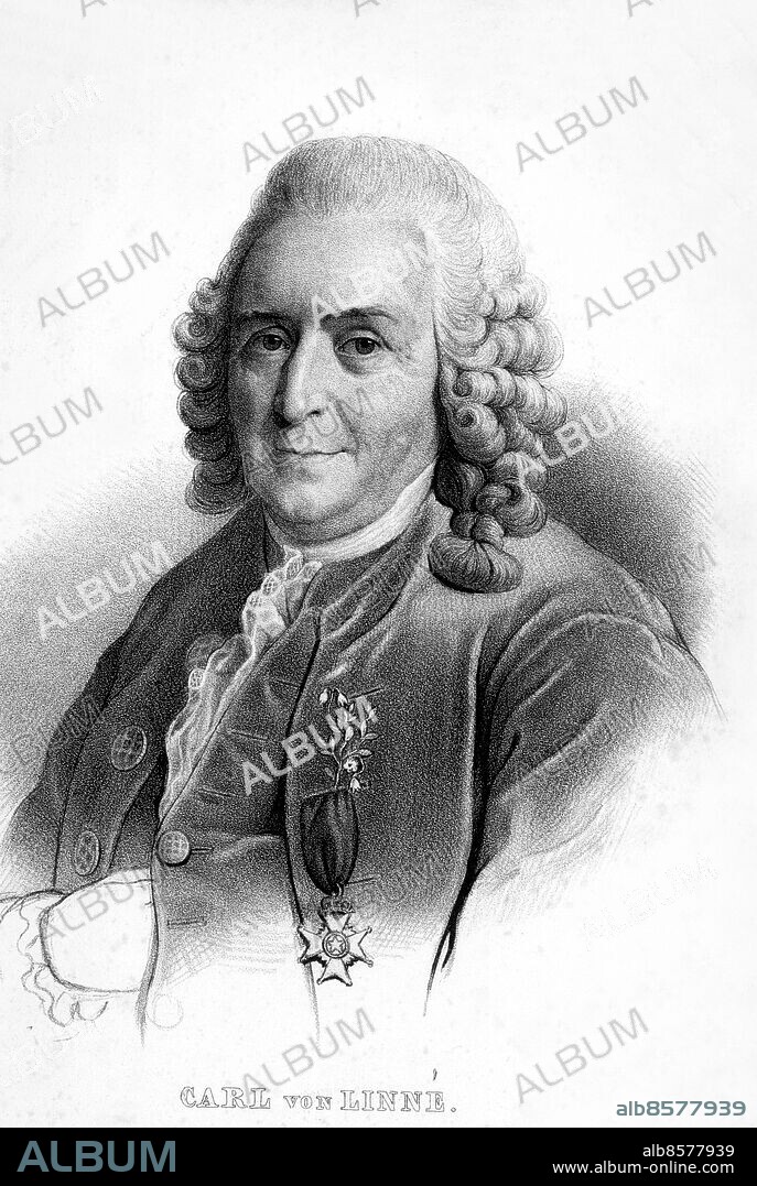 OKÄNT FOTODATUM.. Orig. bildtext... BIOGRAFISKA UPPGIFTER. Carl Linnaeus föddes den 23 Maj 1708. Fadren Nils Linnaeus var komminister, och modern hette Christina Brodersonia. Reste utrikes 1735. Återkom 1738. Professor 1741. Archiater 1747. Nordstjerneriddare 1753. Adlad 1756. Linné var en af Svenska Vetenskapsakademiens stiftare och genom lottning dess förste preses 1739. Han dog den 10 januari 1778. Hans son, Carl, efterträdde honom, men dog snart ogift. Anm. Peruker persons: Carl von Linné sites: SVERIGE*.