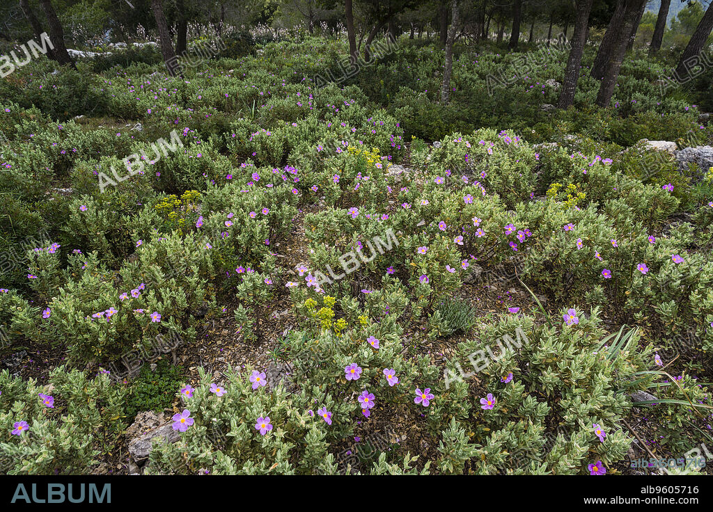 jara blanca, Cistus albidus,Puntals de Valldurgent, sierra de Tramuntana, Palma ,Mallorca, balearic islands, spain, europe.