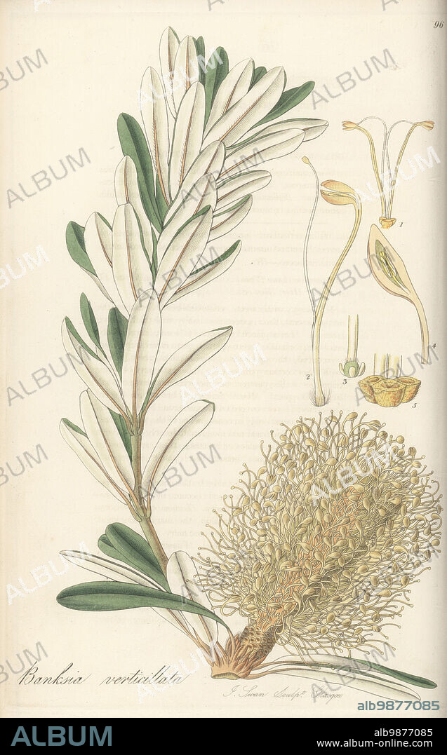Granite banksia, Albany banksia, or whorl-leaved banksia, Banksia verticillata, vulnerable. Native of Western Australia, discovered by Scottish botanist Archibald Menzies in New Holland. Handcoloured copperplate engraving by Joseph Swan after a botanical illustration by William Jackson Hooker from his Exotic Flora, William Blackwood, Edinburgh, 1823-27.