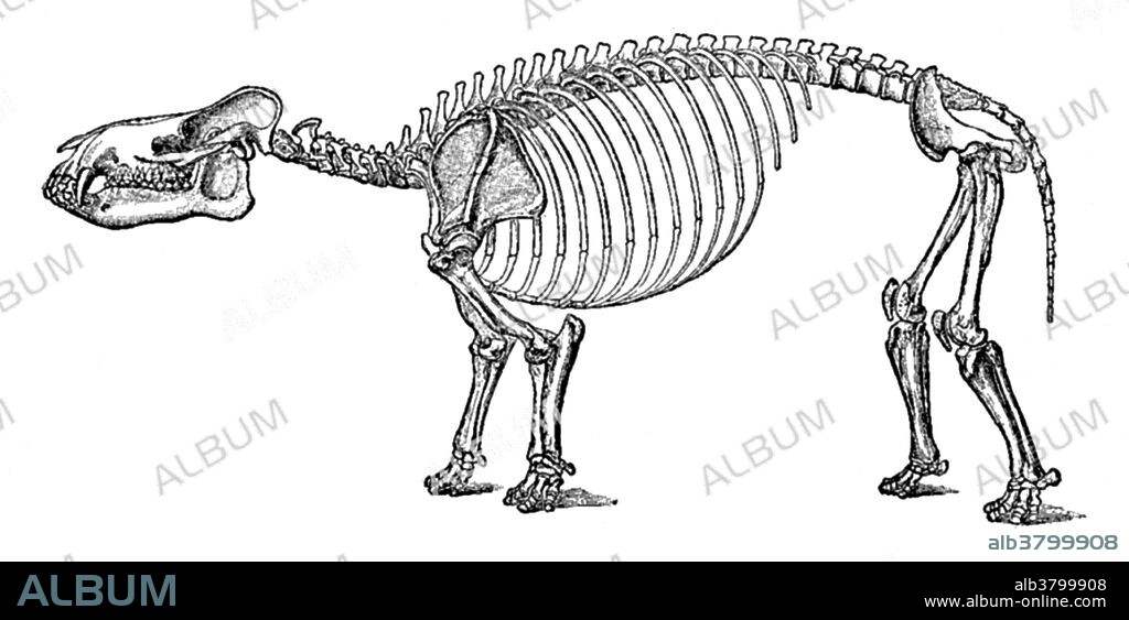 Coryphodon (peaked tooth) is an extinct genus of mammal. Coryphodon was a pantodont, a member of the world's first group of large browsing mammals. Coryphodon was the biggest known mammal of its time. It had a semi-aquatic lifestyle, likely living in swamps and marshes like a hippopotamus, although it was not closely related to modern hippos or any other animal known today. This animal appeared during Cenozoic era, the most recent era of geologic time, from about 65 million years ago to the present. The Cenozoic Era is characterized by the formation of modern continents and the diversification of mammals and plants. Grasses also evolved during the Cenozoic. The climate was warm and tropical toward the beginning of the era and cooled significantly in the second half, leading to several ice ages. Humans first appeared near the end of this era.