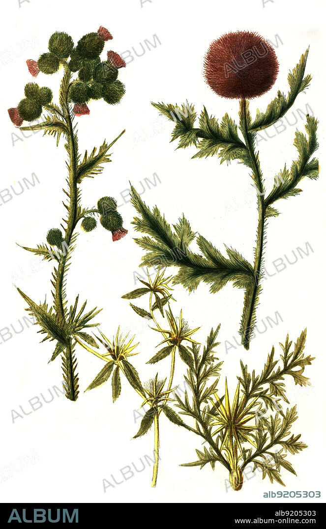 Carduus spinosissimus distel, Walddistel, Sterndistel, Pflanzen aus der Familie der Distel, Carduus, Digital retuschierte Illustration aus Phytanthoza iconographica von Johann Wilhelm Weinmann, Maler Bartholomäus Seutter und Kupferstecher Johann Jakob Haid und Johann Elias Ridinger, 1740 / Digitally retouched illustration from Phytanthoza iconographica by Johann Wilhelm Weinmann, painter Bartholomäus Seutter and engravers Johann Jakob Haid and Johann Elias Ridinger, 1740.