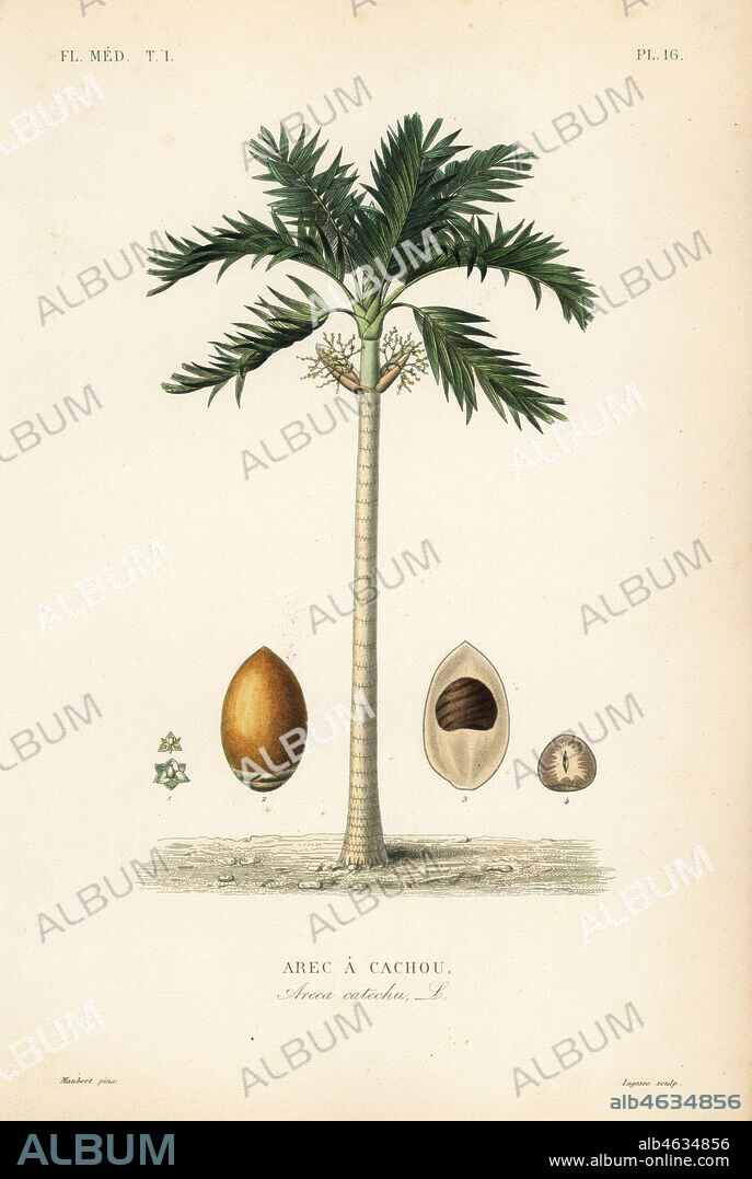 Areca nut palm tree, Areca catechu, Arec a cachou. Handcoloured steel engraving by Lagesse after a botanical illustration by Edouard Maubert from Pierre Oscar Reveil, A. Dupuis, Fr. Gerard and Francois Herincqs La Regne Vegetal: Flore Medicale, L. Guerin, Paris, 1864-1871.