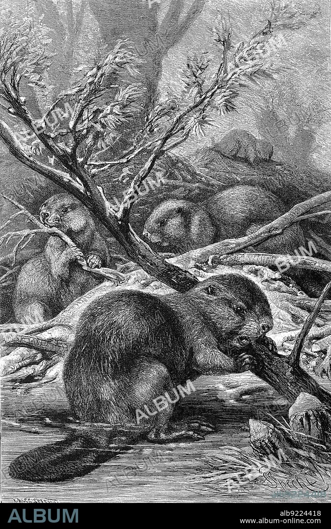 European beavers (Castor fiber), also called Eurasian beaver, is the largest rodent in Europe, Eurasian beaver, or European beaver, Historic, digitally restored reproduction of a 19th century original, exact original date not known century.