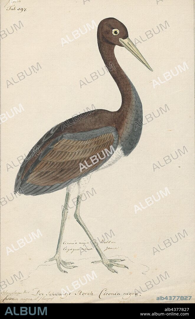 Ciconia nigra, Print, The black stork (Ciconia nigra) is a large bird in the stork family Ciconiidae. It was first described by Carl Linnaeus in the 10th edition of his Systema Naturae. Measuring on average 95 to 100 cm (37 to 39 in) from beak tip to end of tail with a 145-to-155 cm (57-to-61 in) wingspan, the adult black stork has mainly black plumage, with white underparts, long red legs and a long pointed red beak. A widespread but uncommon species, it breeds in scattered locations across Europe (predominantly in Spain, and central and eastern parts), and Asia to the Pacific Ocean. It is a long-distance migrant, with European populations wintering in tropical Sub-Saharan Africa, and Asian populations in the Indian subcontinent. When migrating between Europe and Africa, it avoids crossing the Mediterranean Sea and detours via the Levant in the east or the Strait of Gibraltar in the west. An isolated, non-migratory, population occurs in Southern Africa., 1743-1817.