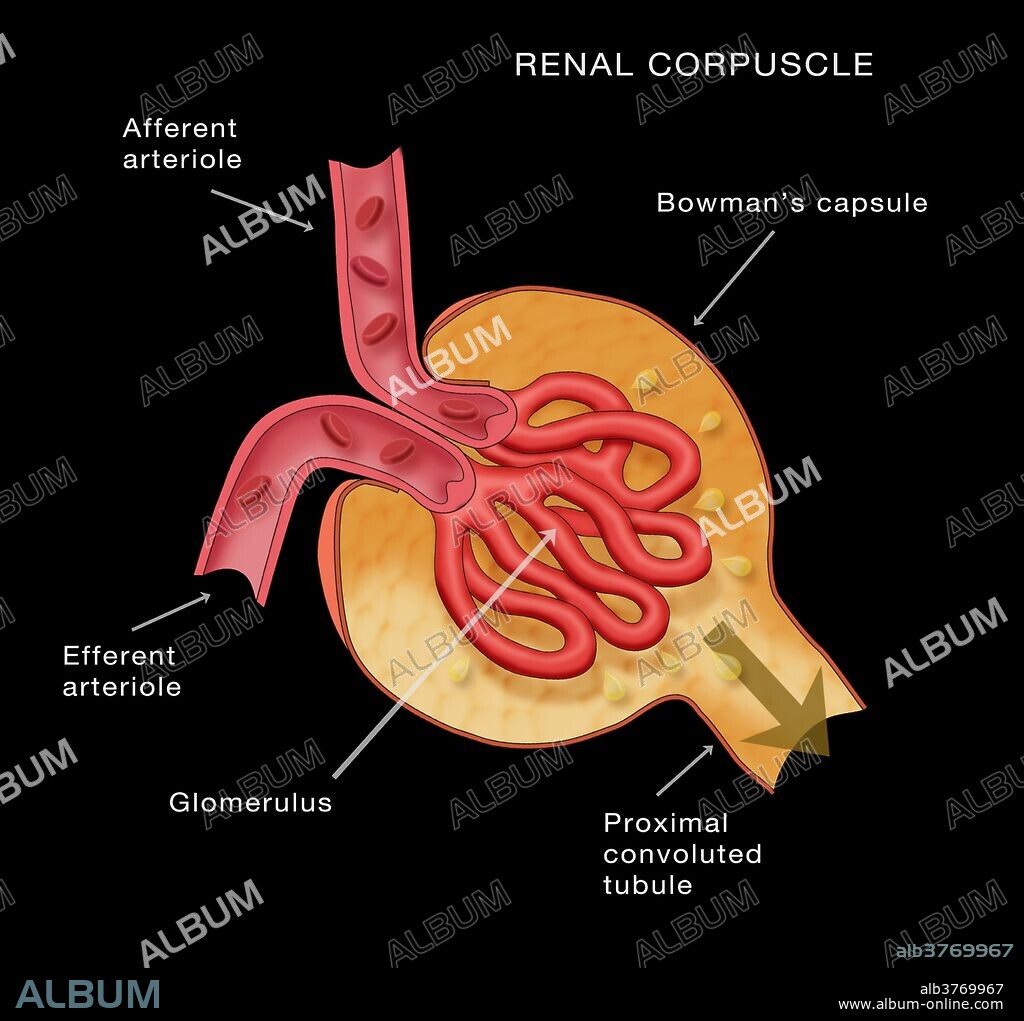 Renal Corpuscle. Kidney glomerulus anatomy. Diagram shows the afferent arteriole, bowman's capsule, efferent arteriole, and proximal convoluted tubule.