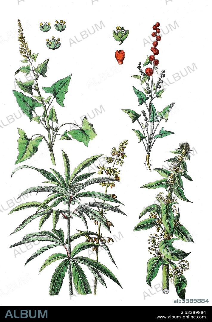 Good-King-Henry, Blitum bonus-henricus L. Rchb., Syn.: Chenopodium bonus-henricus L. (top left), Strawberry blite, Blitum capitatum, Syn. Chenopodium capitatum (top right),  Cannabis, Cannabis sativa, (bottem left), Spinach, Spinacia oleracea (bottem right).