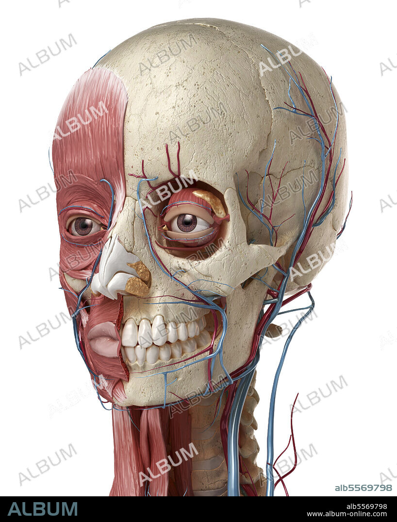 Human anatomy of head with skull, eye bulbs, blood vessels and muscles. 3D illustration on white background.
