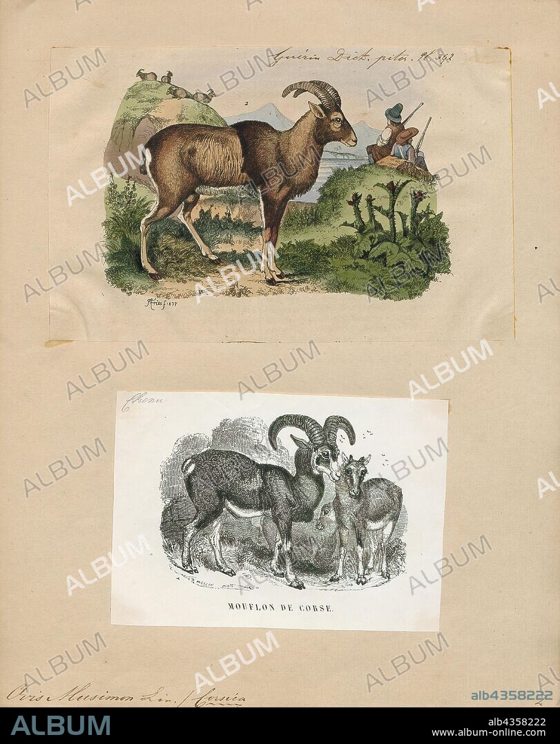 Ovis musimon, Print, The mouflon (Ovis orientalis orientalis group) is a subspecies group of the wild sheep (Ovis orientalis). Populations of O. orientalis can be partitioned into the mouflons (orientalis group) and the urials (vignei group). The mouflon is thought to be the ancestor for all modern domestic sheep breeds., 1700-1880.