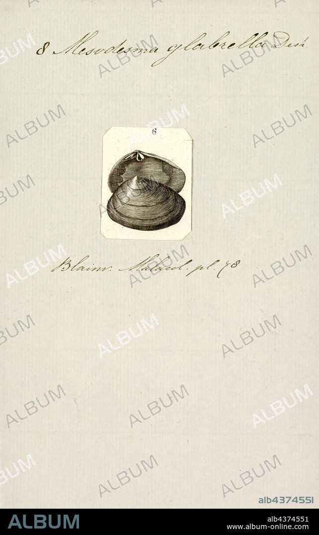 Mesodesma glabrella, Print, Mesodesma is a genus of saltwater clams, marine bivalve mollusks in the family Mesodesmatidae. It is the type genus of the family.