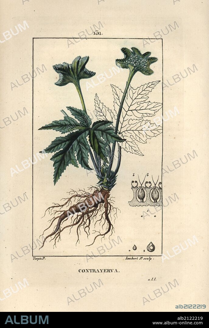 Contrayerva or carapia, Dorstenia brasiliensis, showing leaves, root rhizome and leaf outline. Handcoloured stipple copperplate engraving by Lambert Junior from a drawing by Pierre Jean-Francois Turpin from Chaumeton, Poiret et Chamberet's "La Flore Medicale," Paris, Panckoucke, 1830. Turpin (1775~1840) was one of the three giants of French botanical art of the era alongside Pierre Joseph Redoute and Pancrace Bessa.